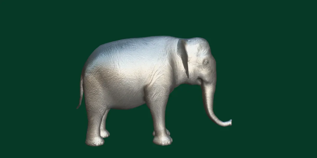 Asian Elephant Adult