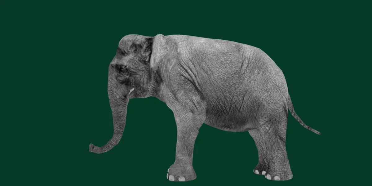 Asian Elephant Adult