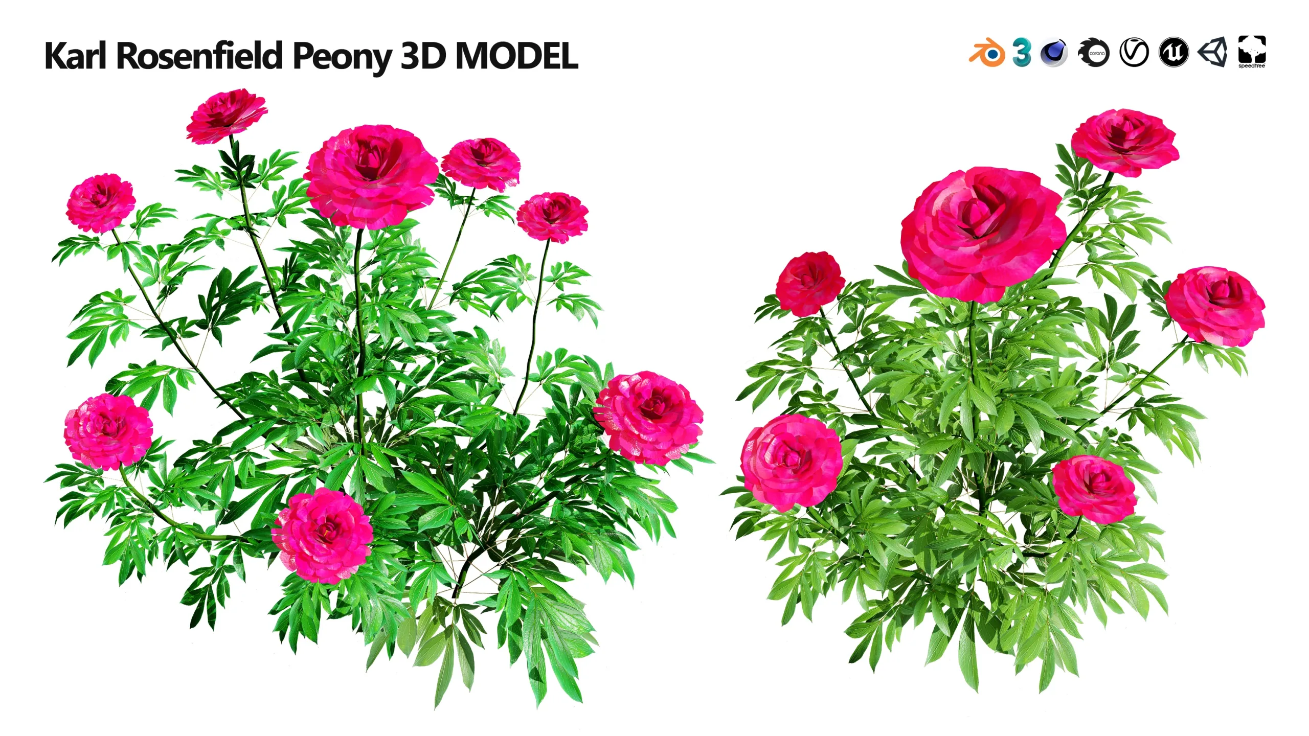 Red Karl Rosenfield Peony flowers 3d model