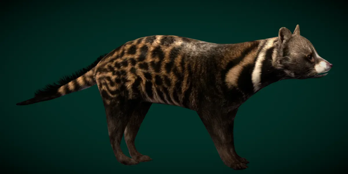 African Civet Cat