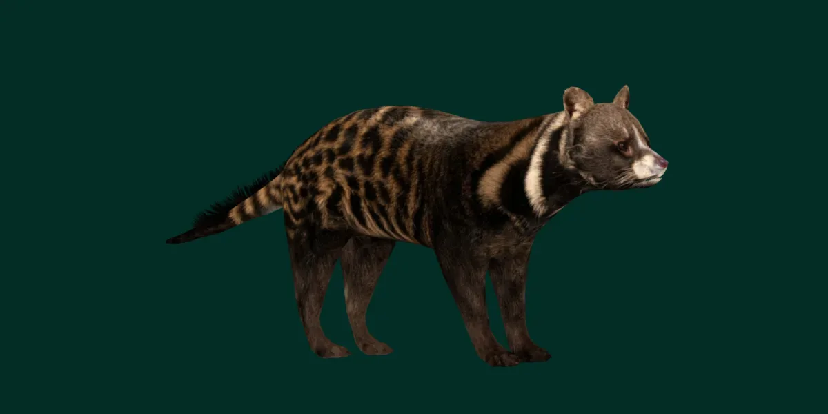 African Civet Cat