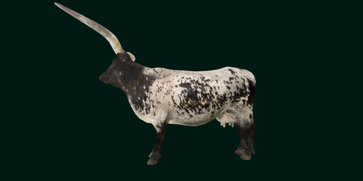 Texas Longhorn Beef Cattle