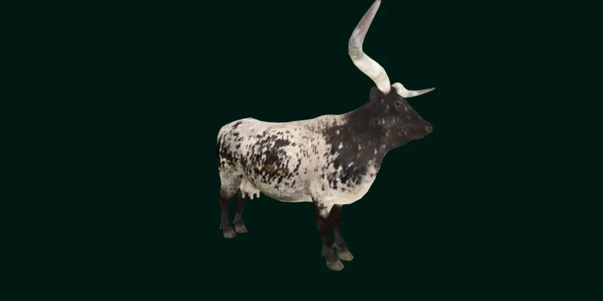 Texas Longhorn Beef Cattle