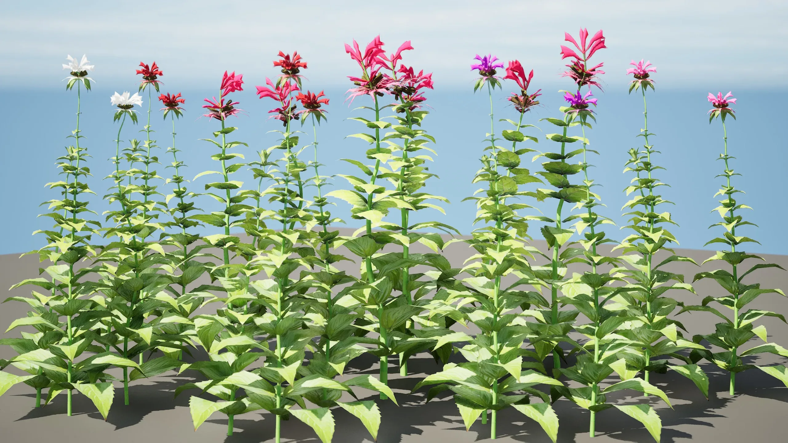 Bergamot flowers with free speedtree tutorial