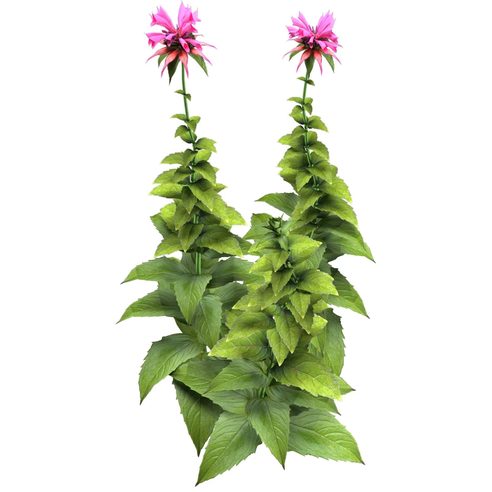 Bergamot flowers with free speedtree tutorial