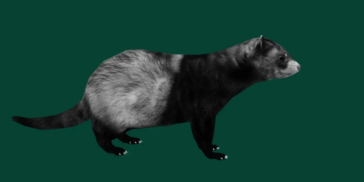 European Polecat Mammal