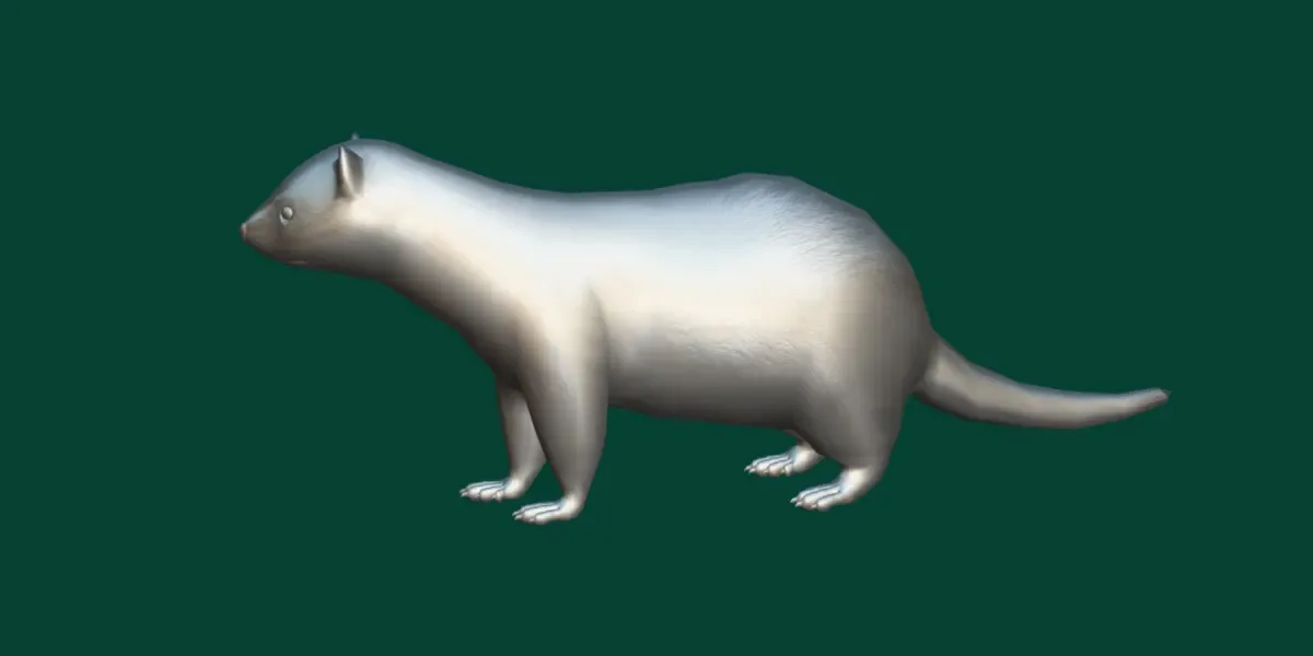 European Polecat Mammal