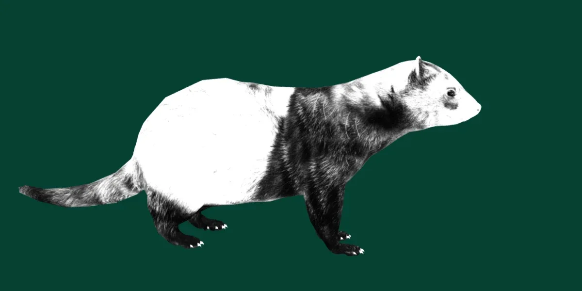 European Polecat Mammal