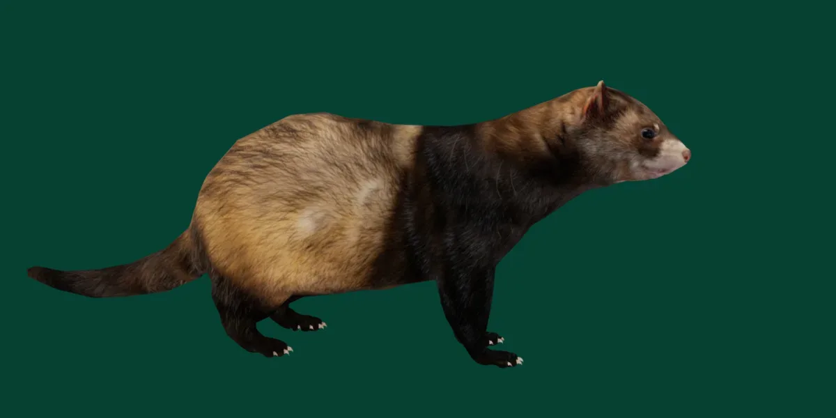 European Polecat Mammal