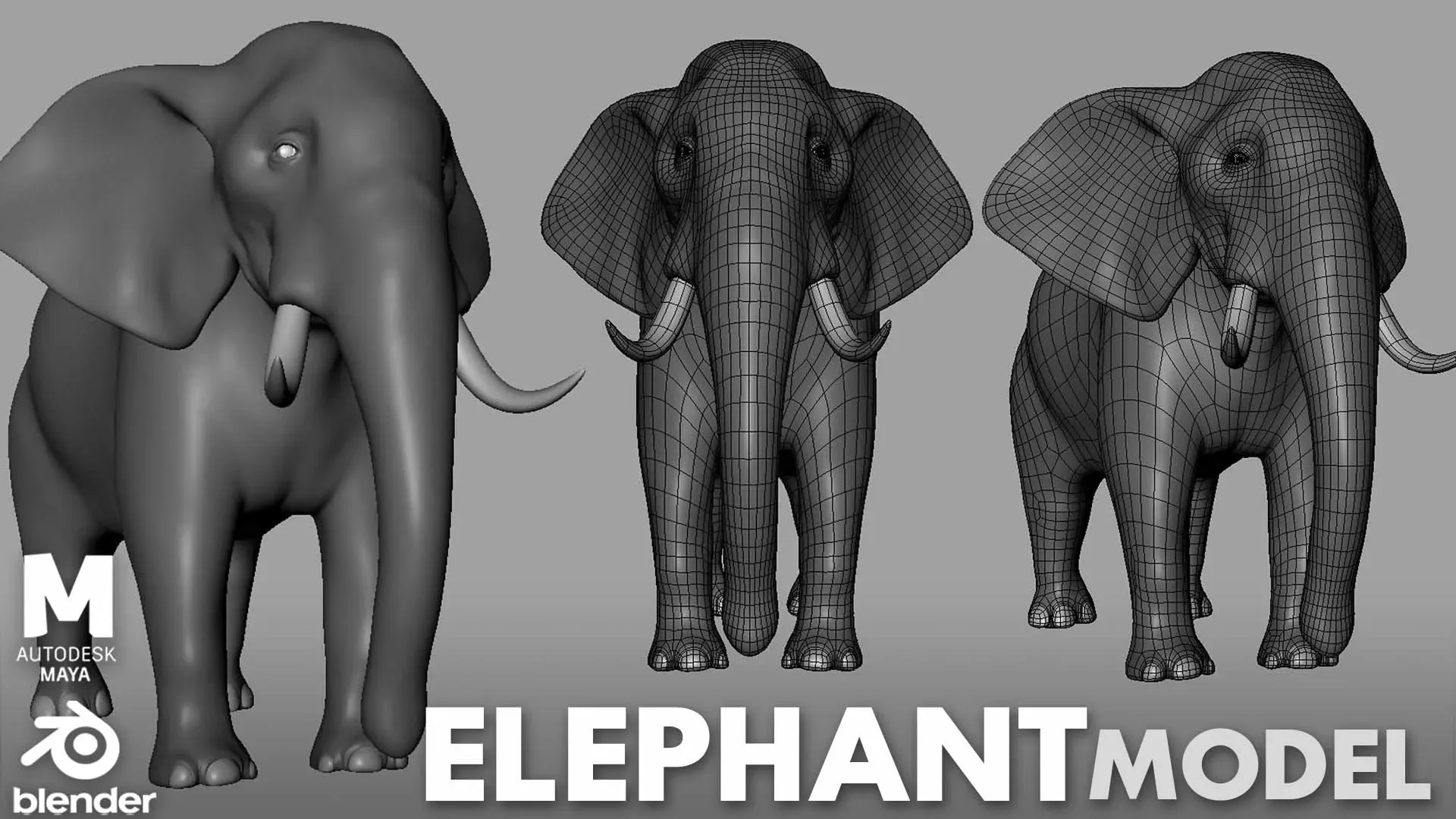 16 Wild Animals Collection
