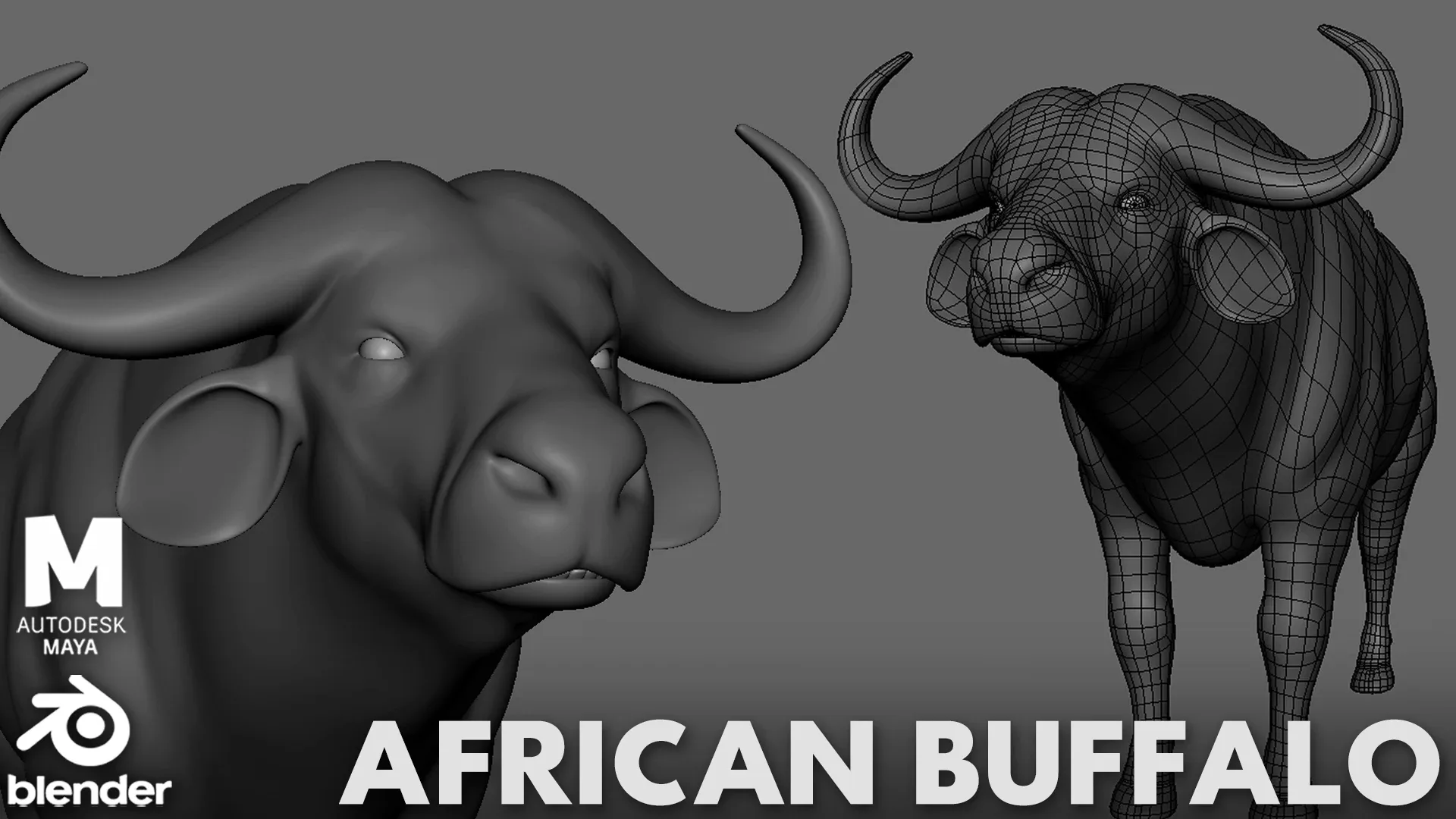 16 Wild Animals Collection