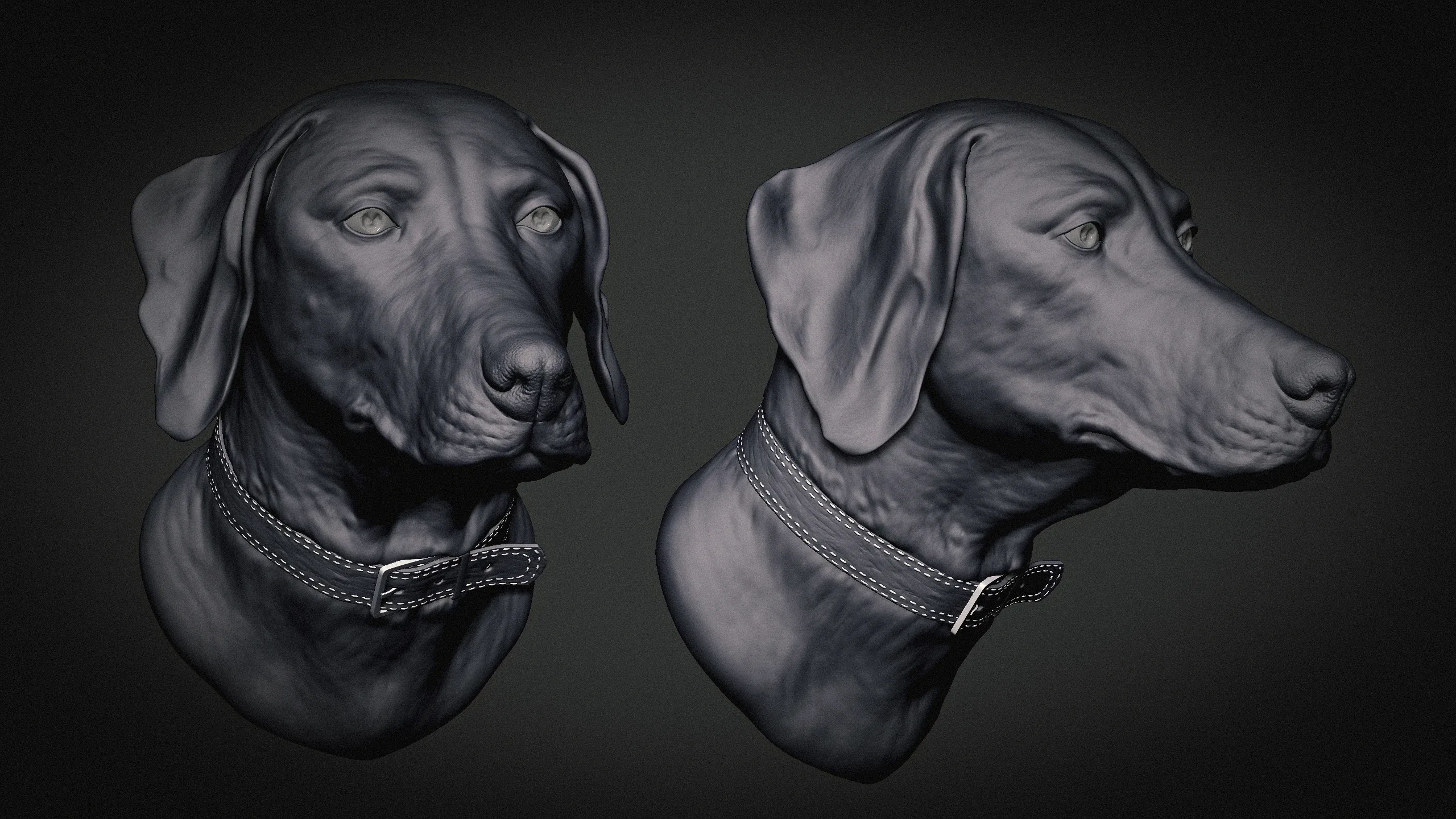 Weimaraner Dog Anatomy