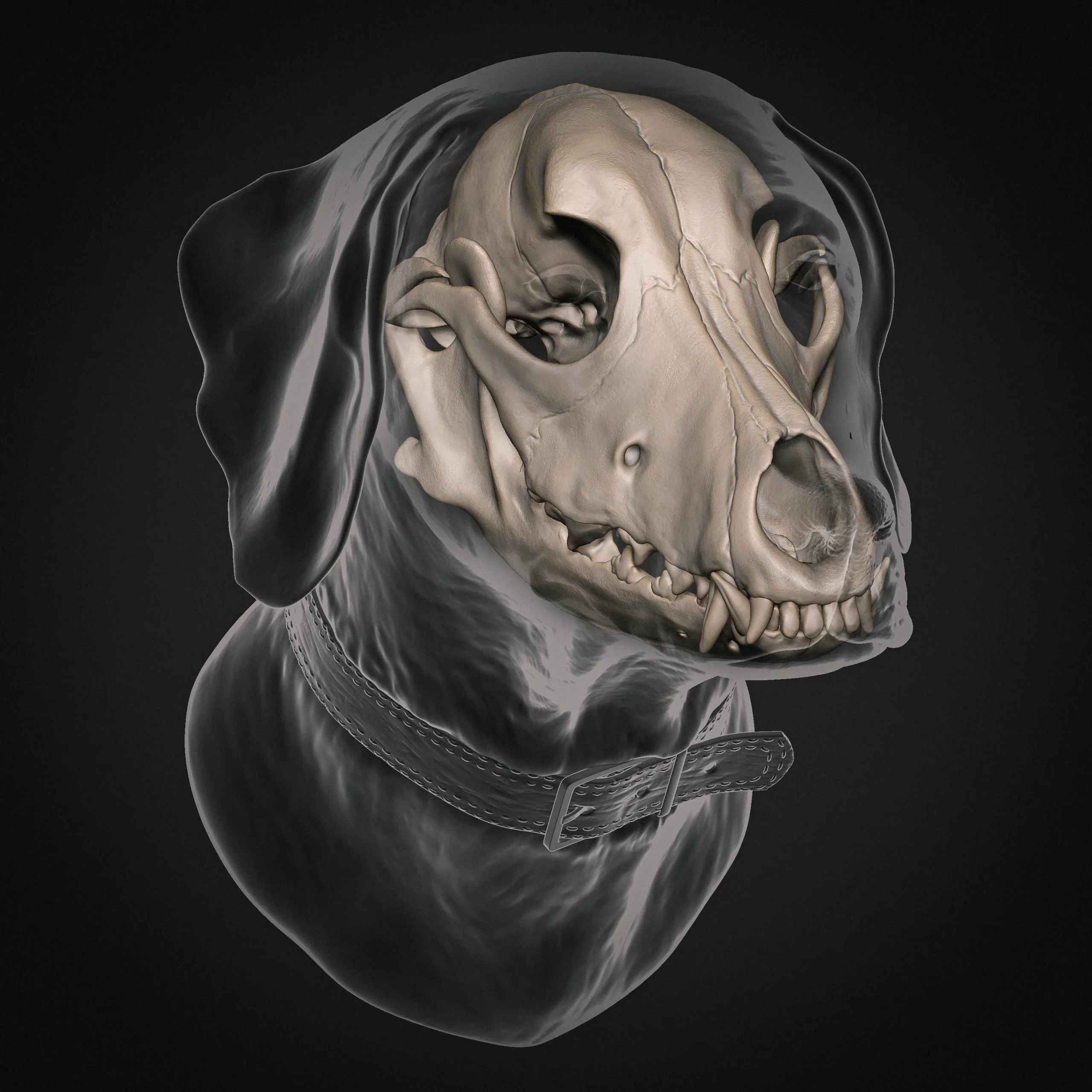 Weimaraner Dog Anatomy