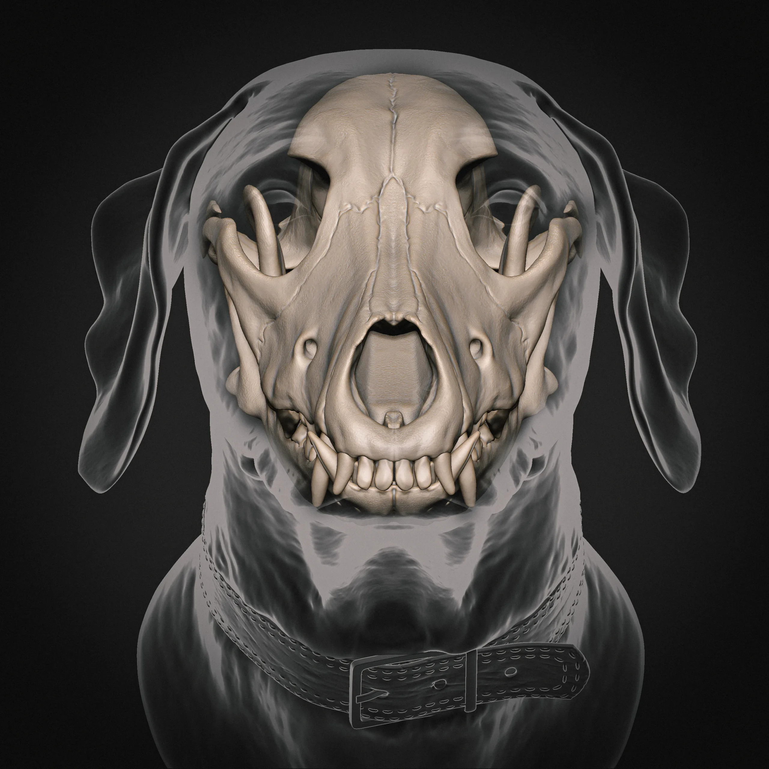 Weimaraner Dog Anatomy