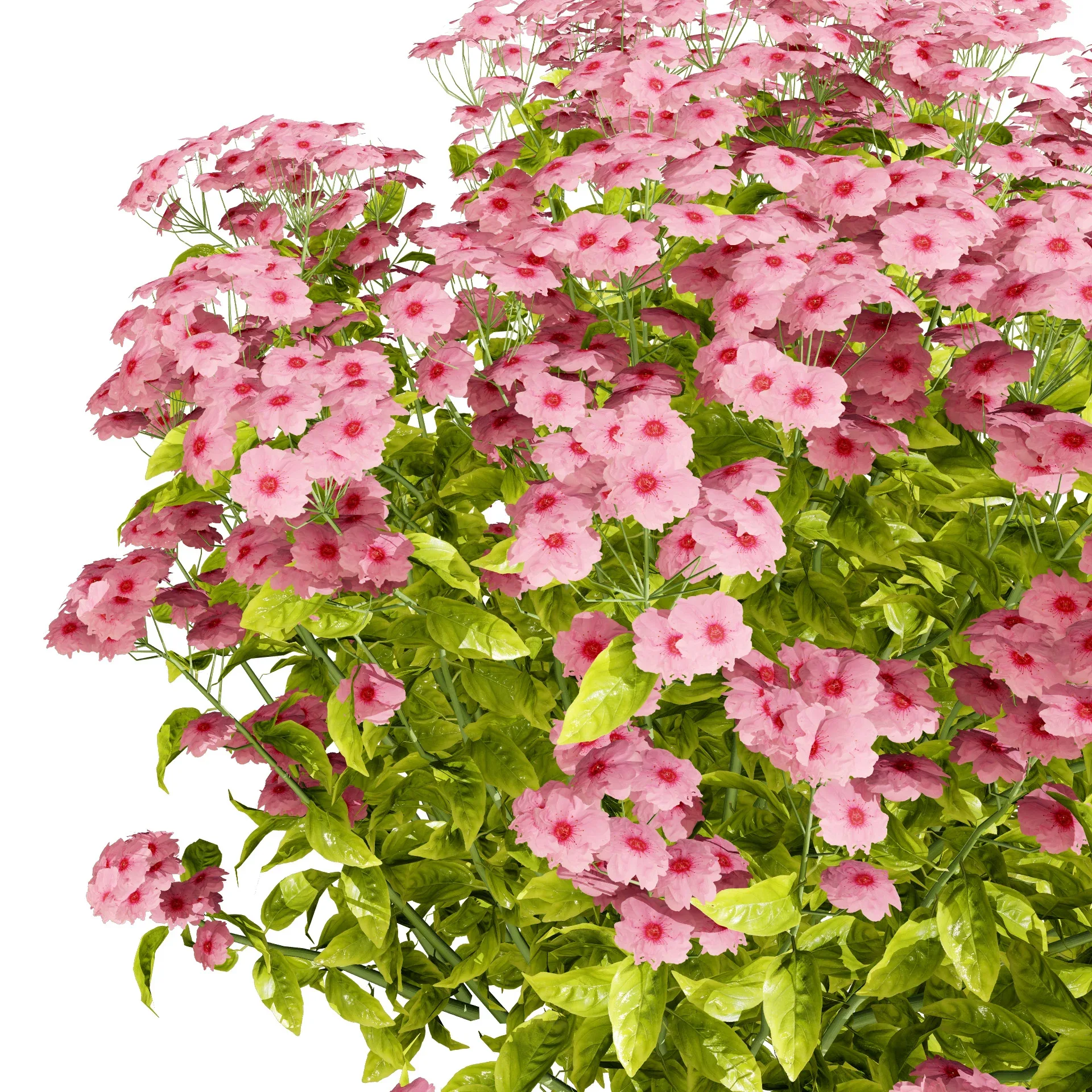 Goldmound Spiraea flowering plants