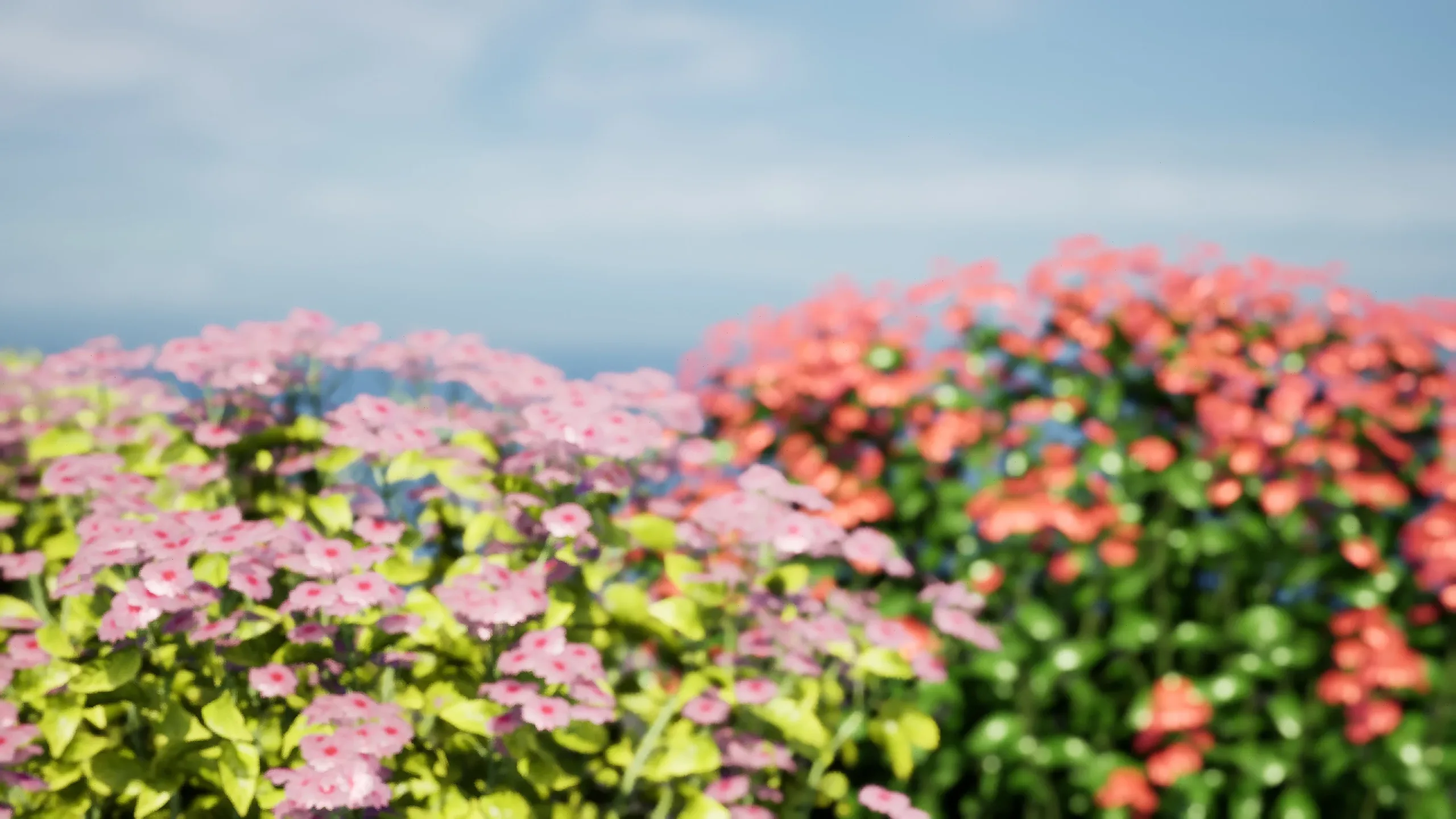 Goldmound Spiraea flowering plants