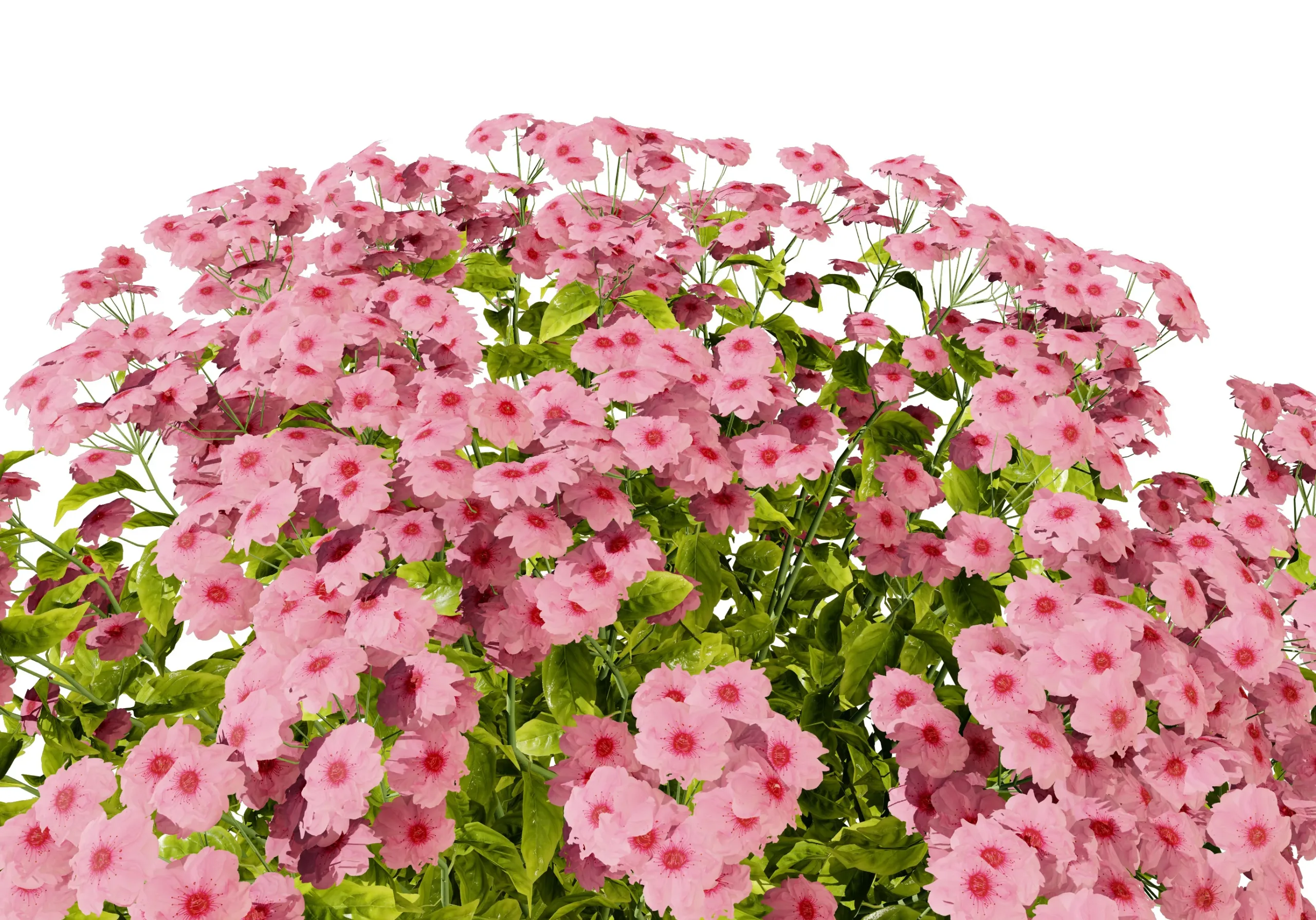 Goldmound Spiraea flowering plants