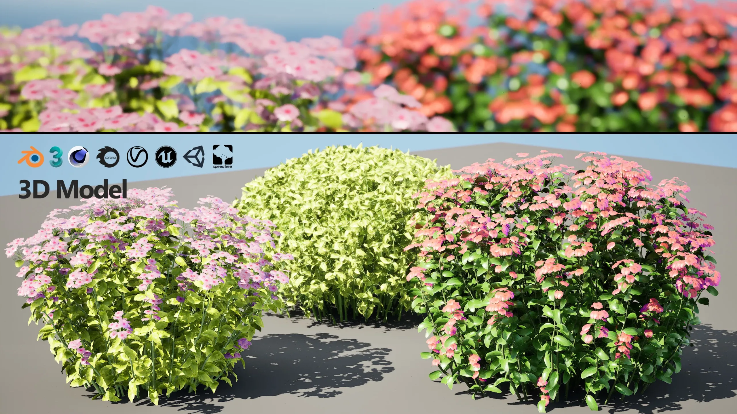 Goldmound Spiraea flowering plants