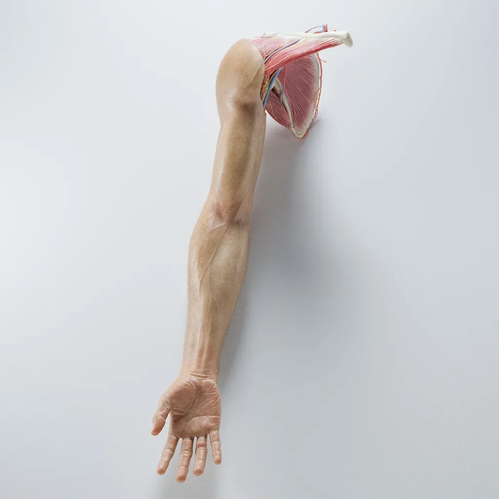 Anatomy of the Arm