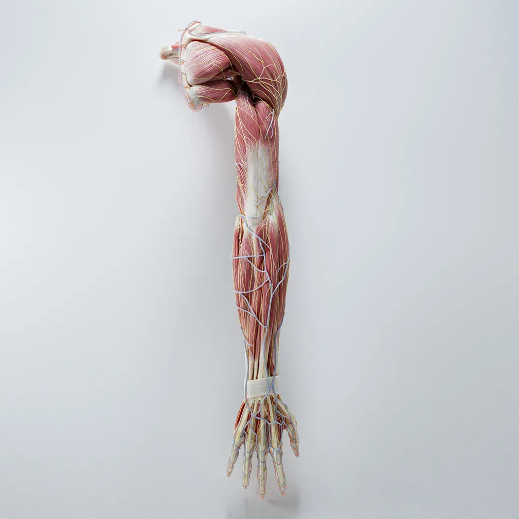 Anatomy of the Arm