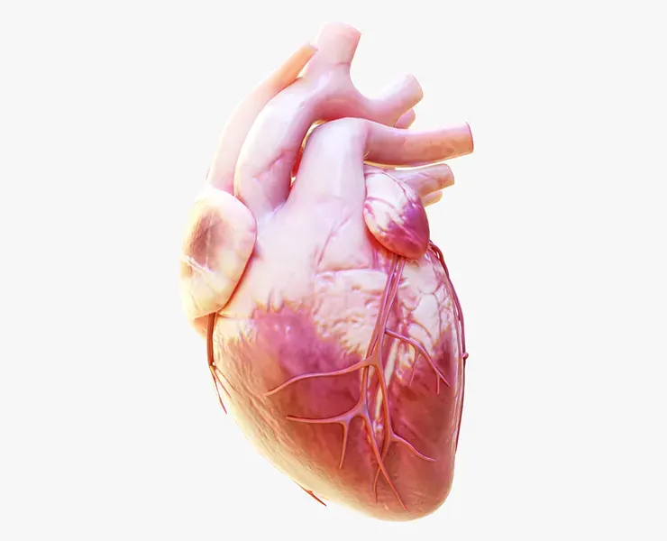 Human Heart Animation 3D Model