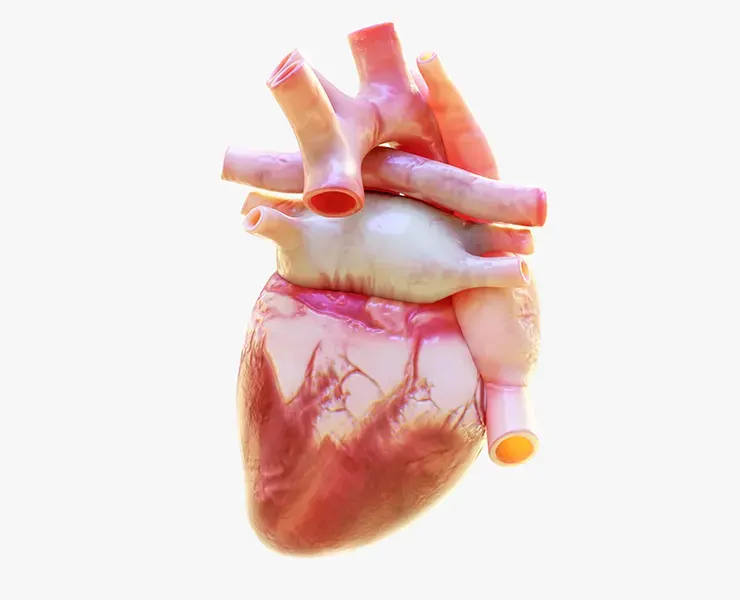 Human Heart Animation 3D Model