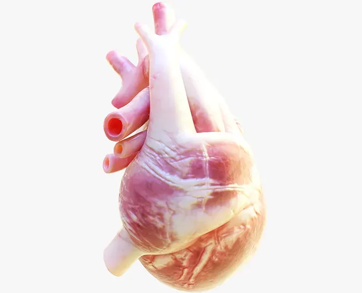 Human Heart Animation 3D Model