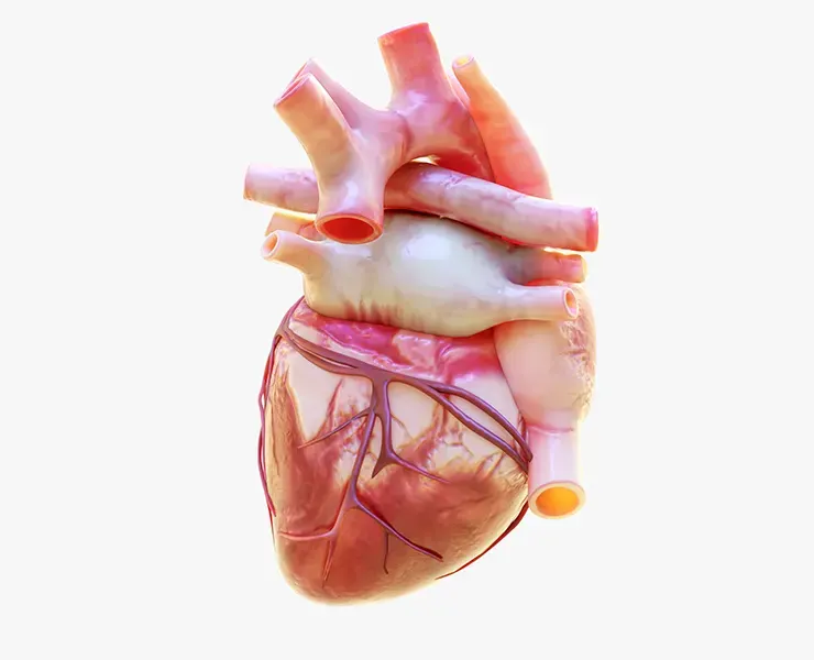 Human Heart Animation 3D Model