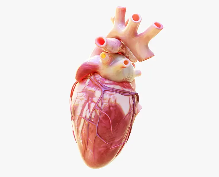 Human Heart Animation 3D Model