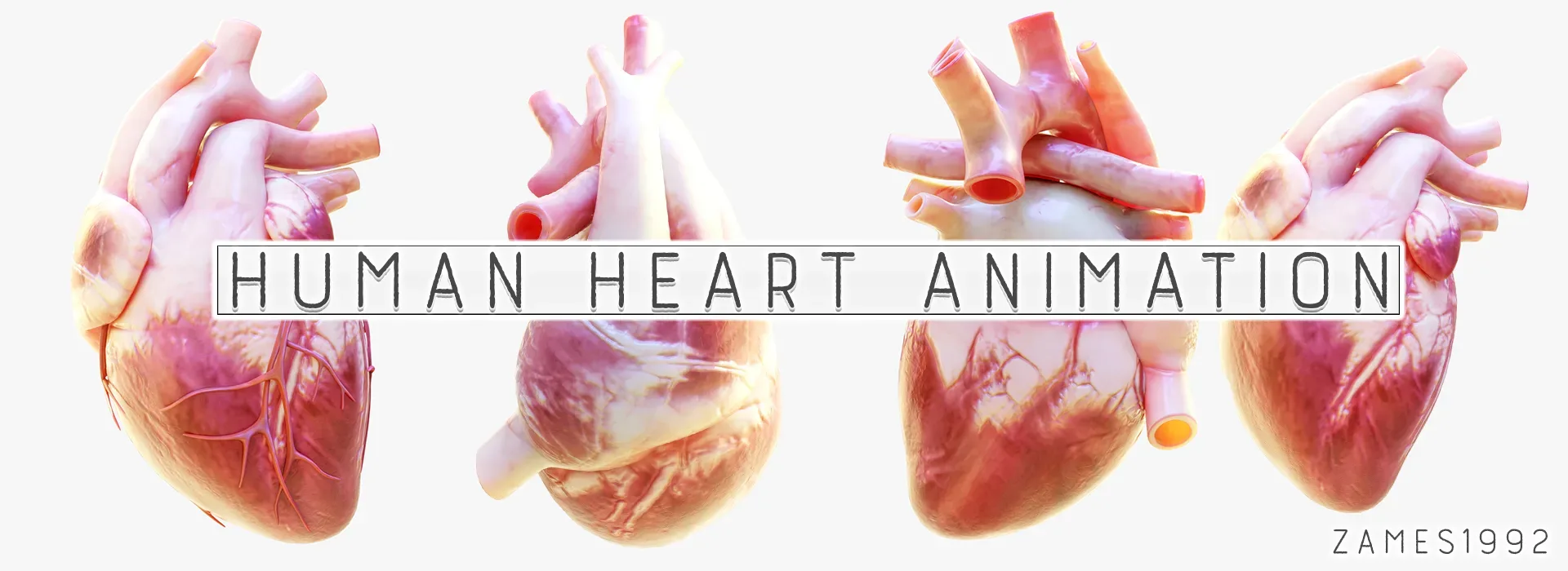 Human Heart Animation 3D Model