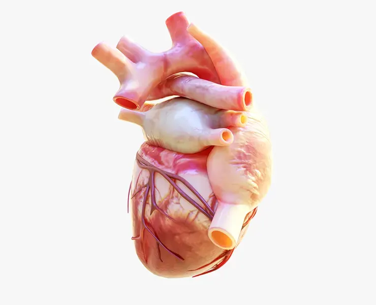 Human Heart Animation 3D Model