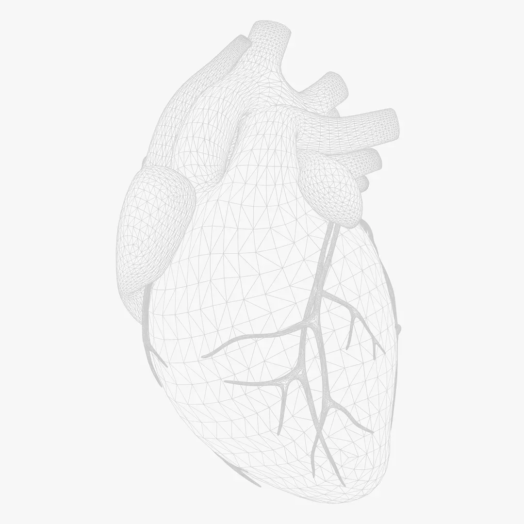 Human Heart Animation 3D Model