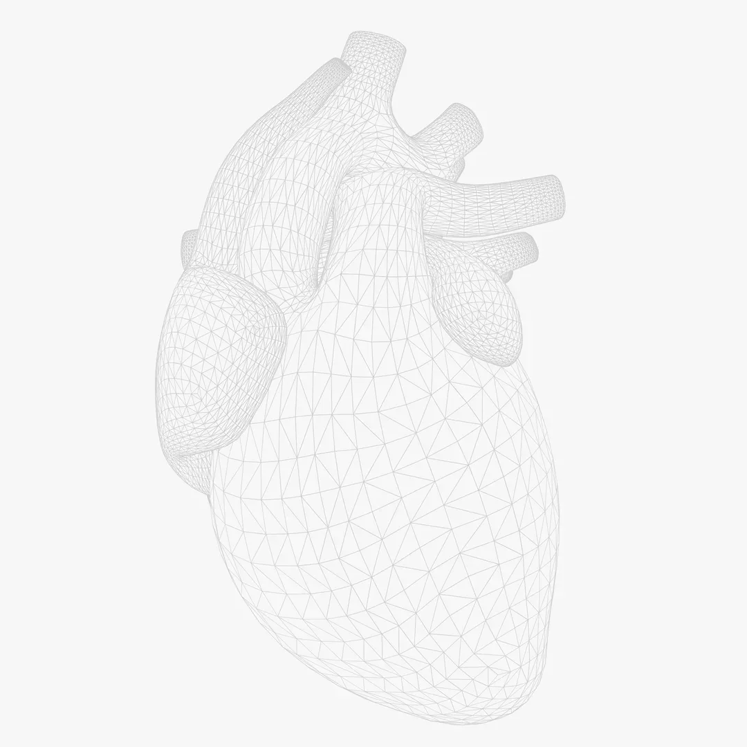 Human Heart Animation 3D Model