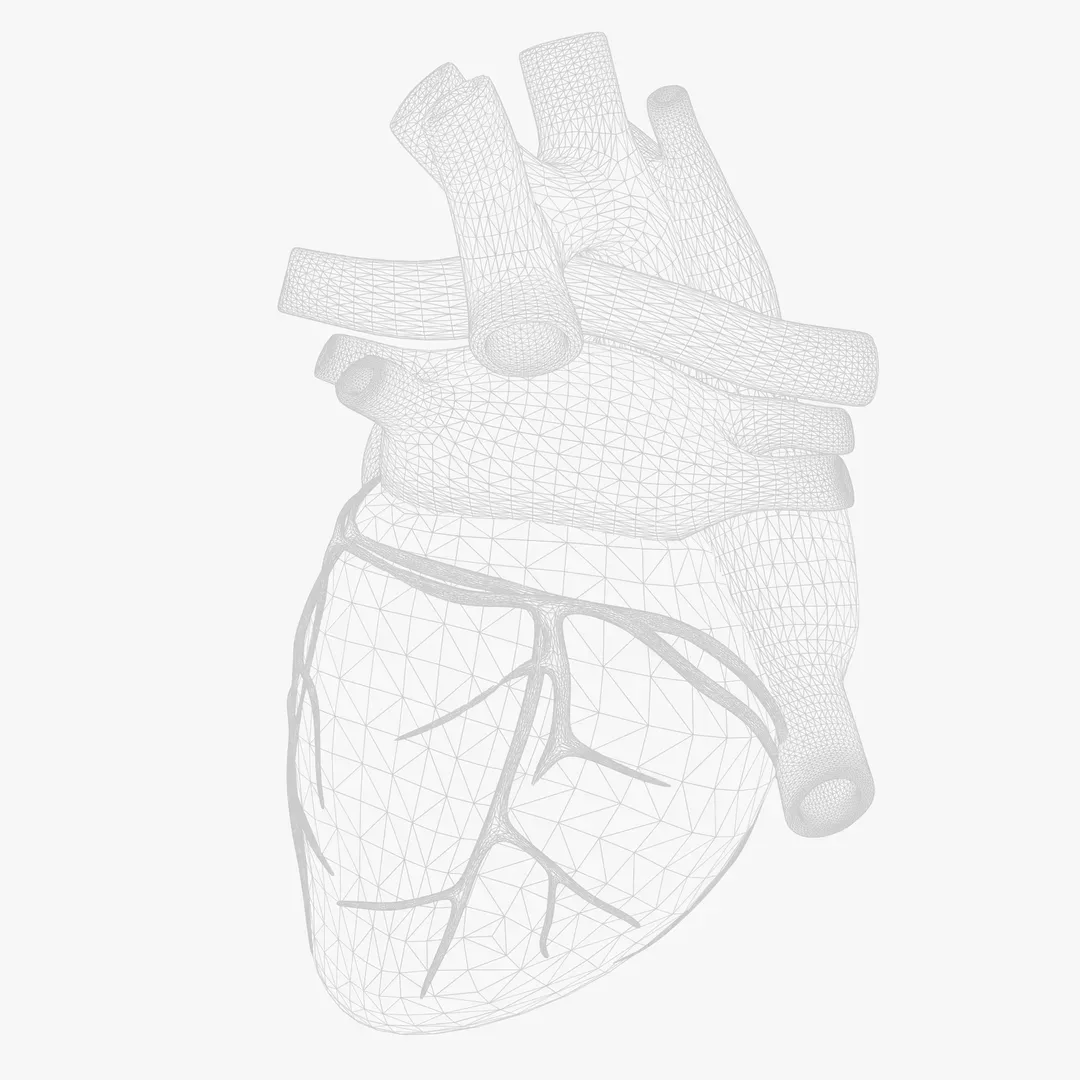 Human Heart Animation 3D Model