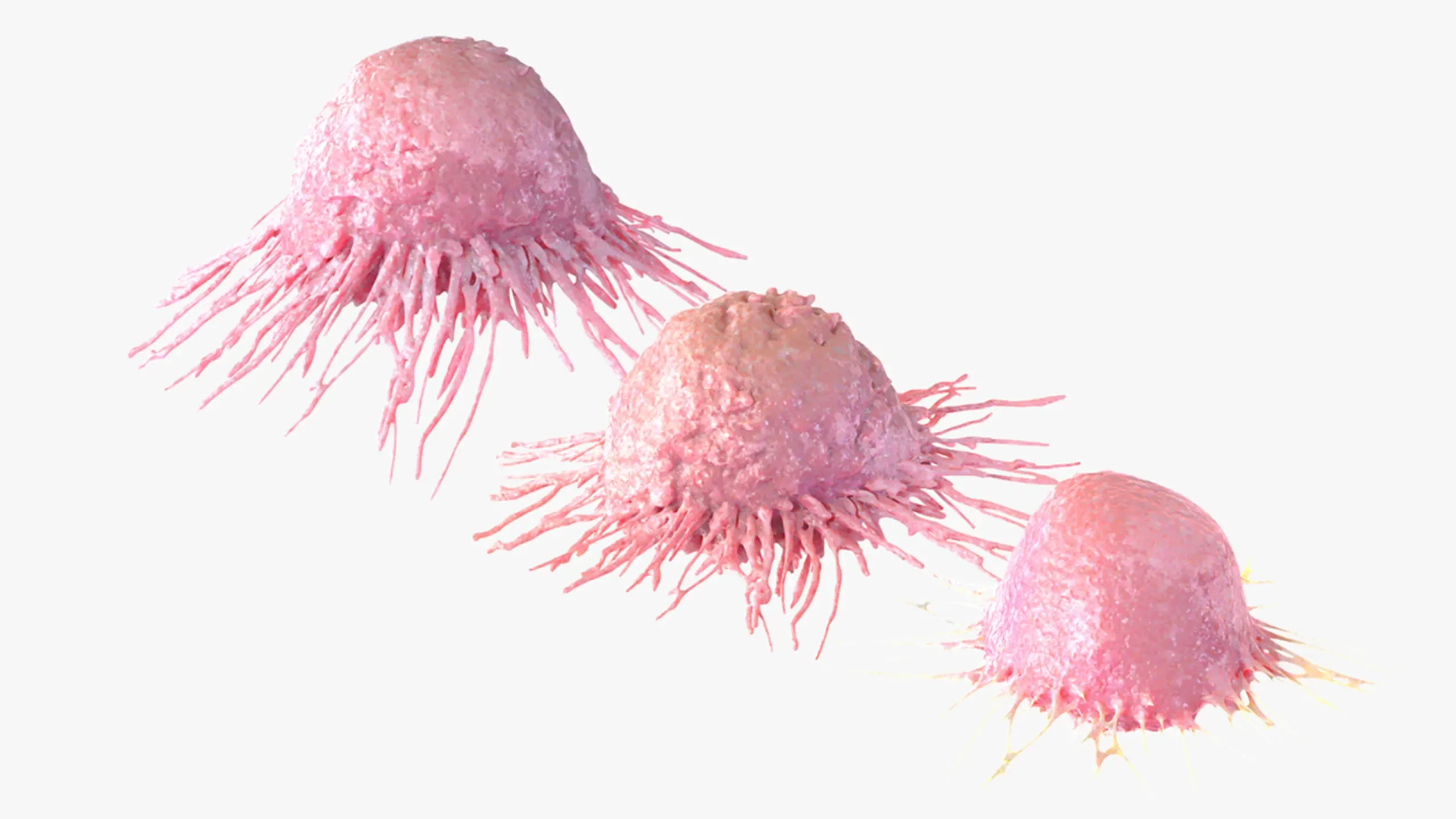 3D Model Cancer Cell