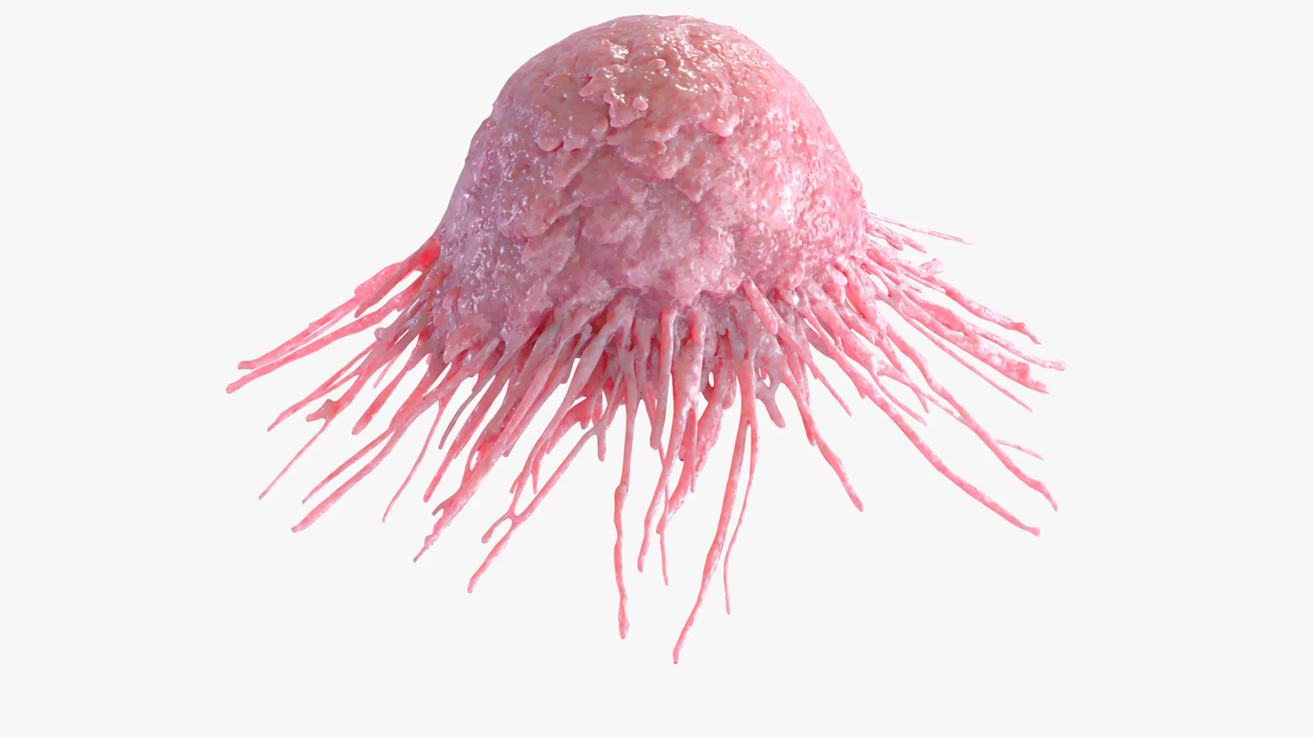 3D Model Cancer Cell