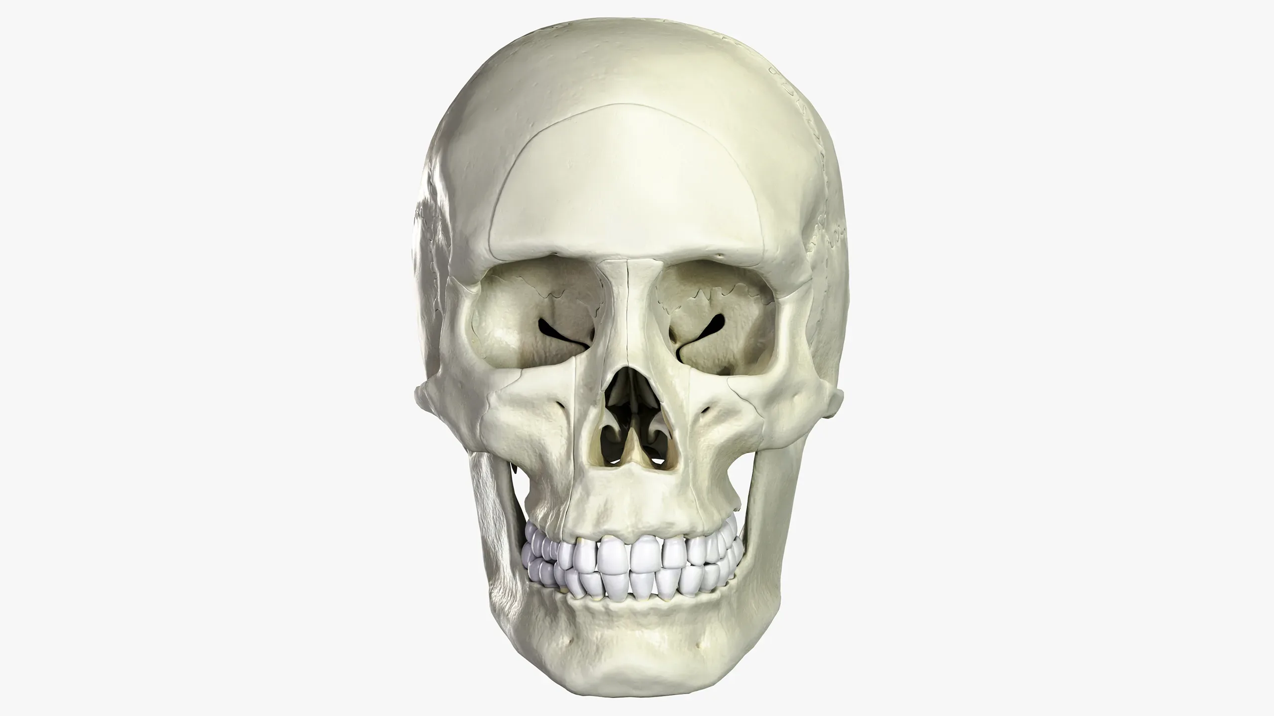 Anatomical atlas of the human skull