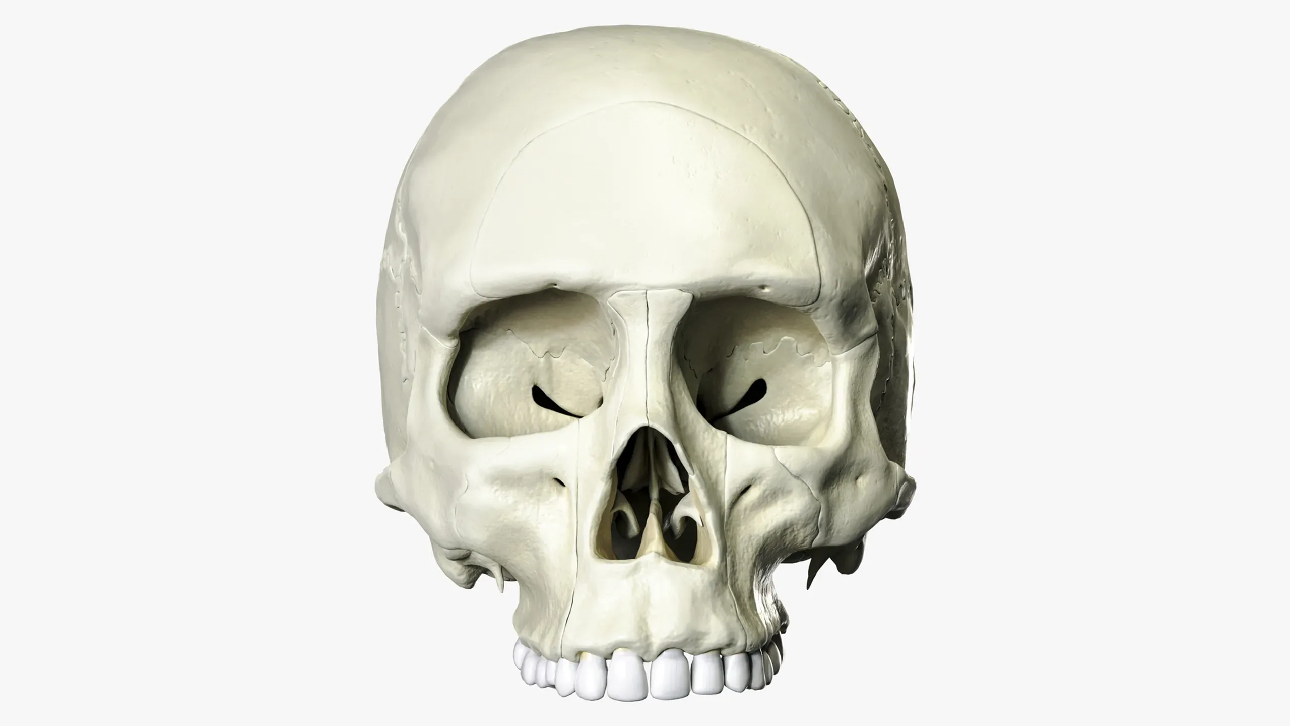 Anatomical atlas of the human skull