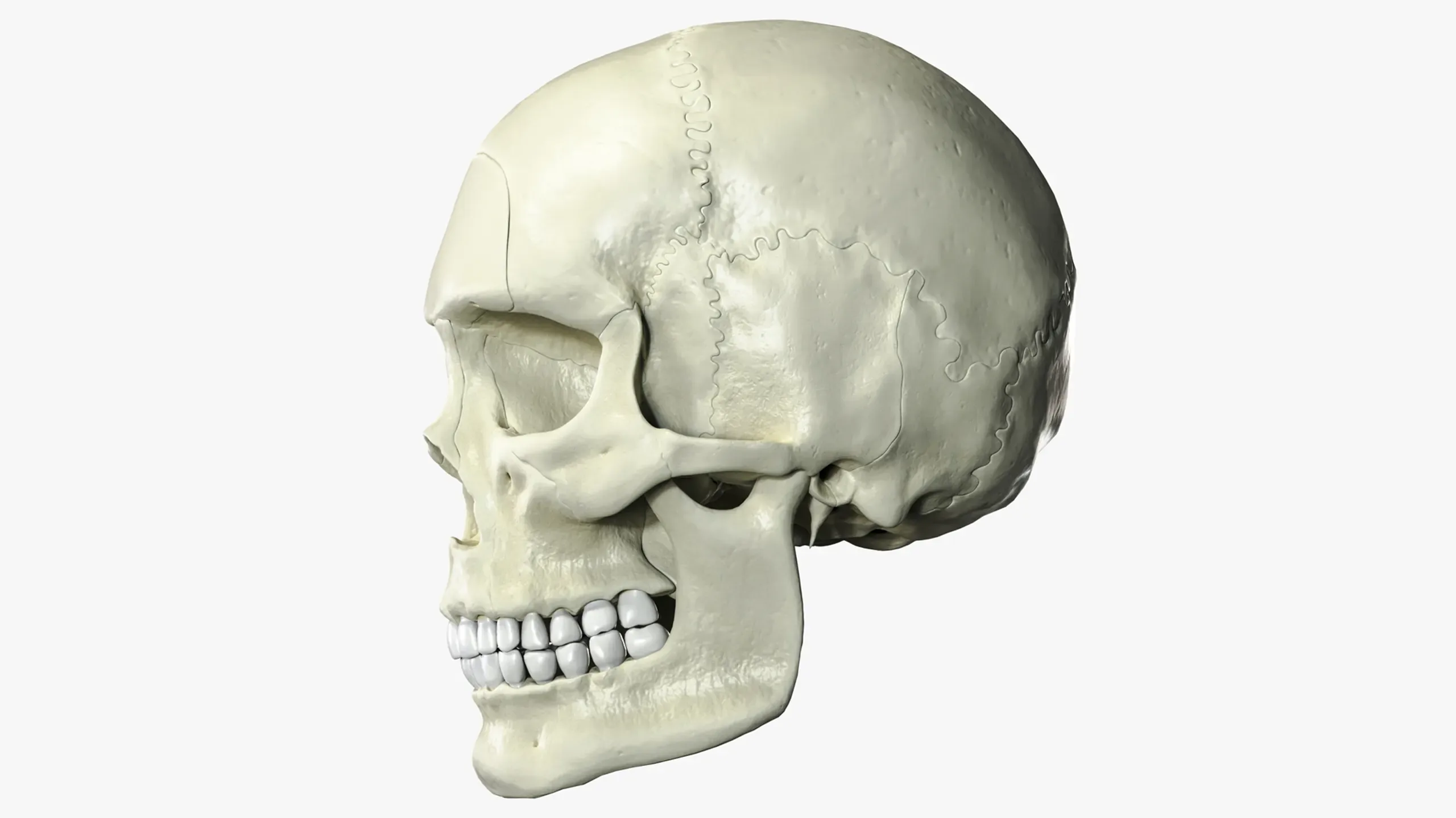 Anatomical atlas of the human skull