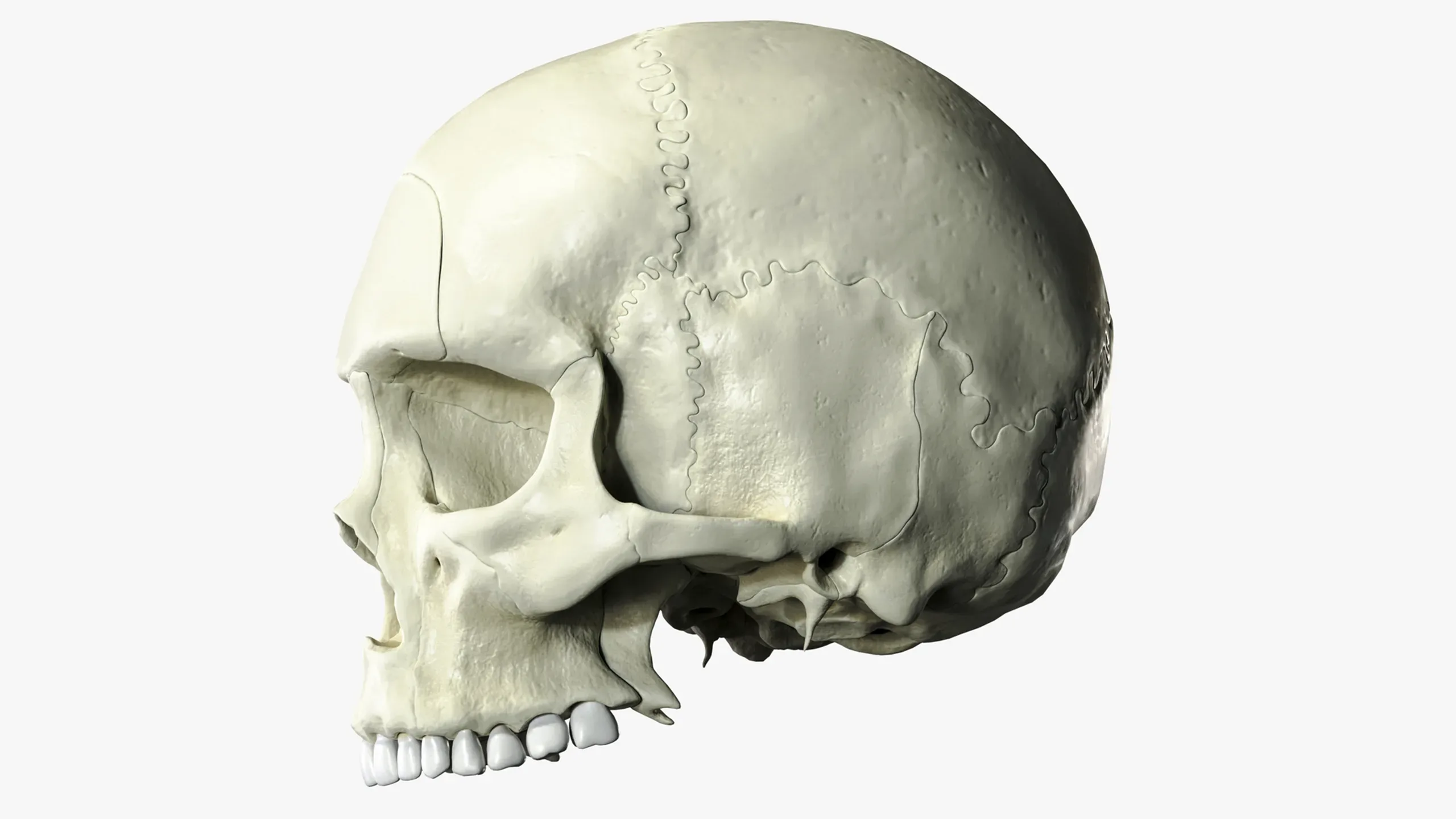 Anatomical atlas of the human skull