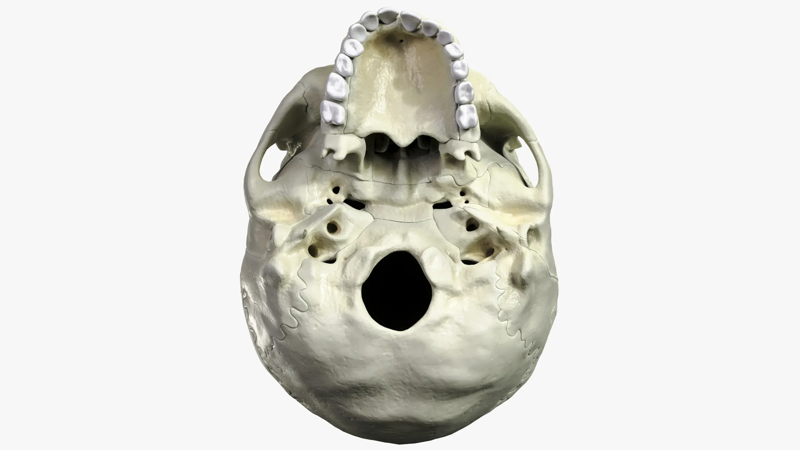 Anatomical atlas of the human skull