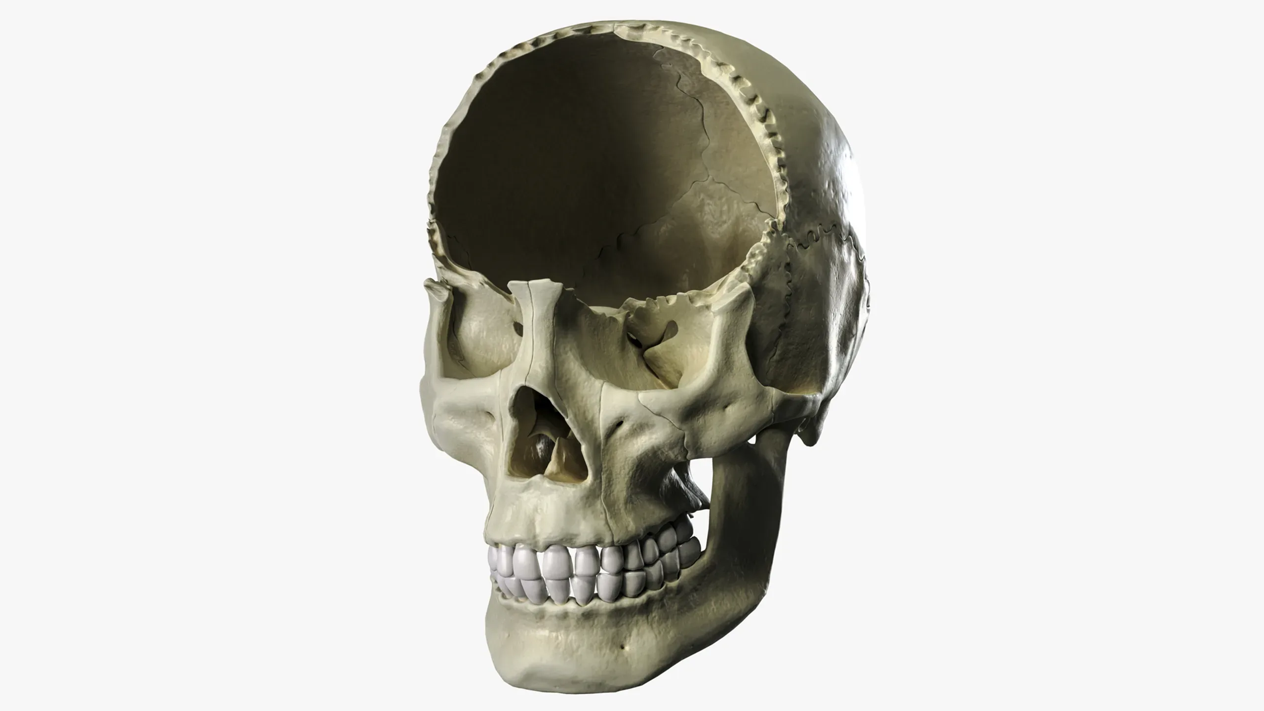 Anatomical atlas of the human skull