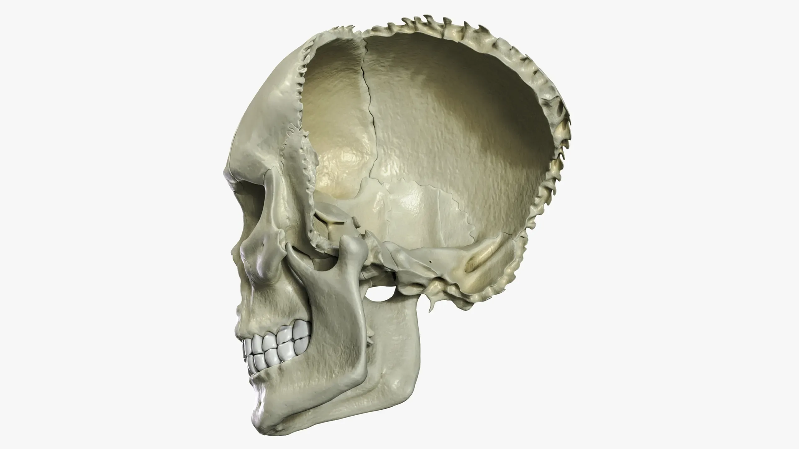 Anatomical atlas of the human skull