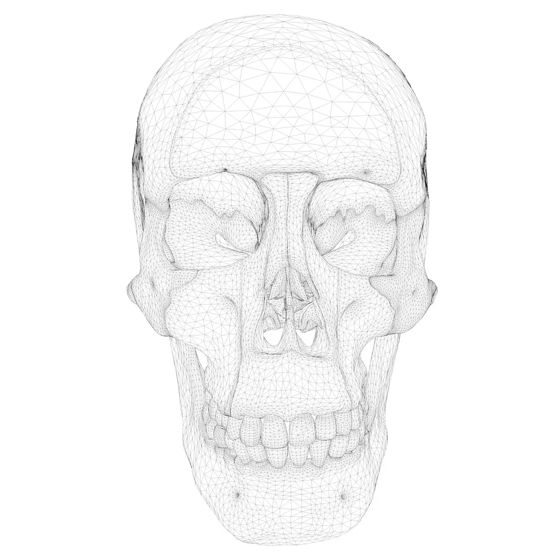 Anatomical atlas of the human skull