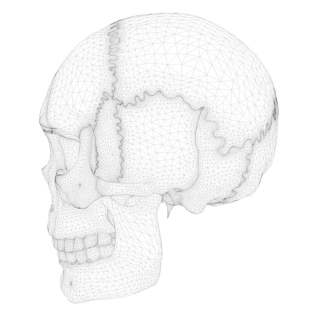 Anatomical atlas of the human skull