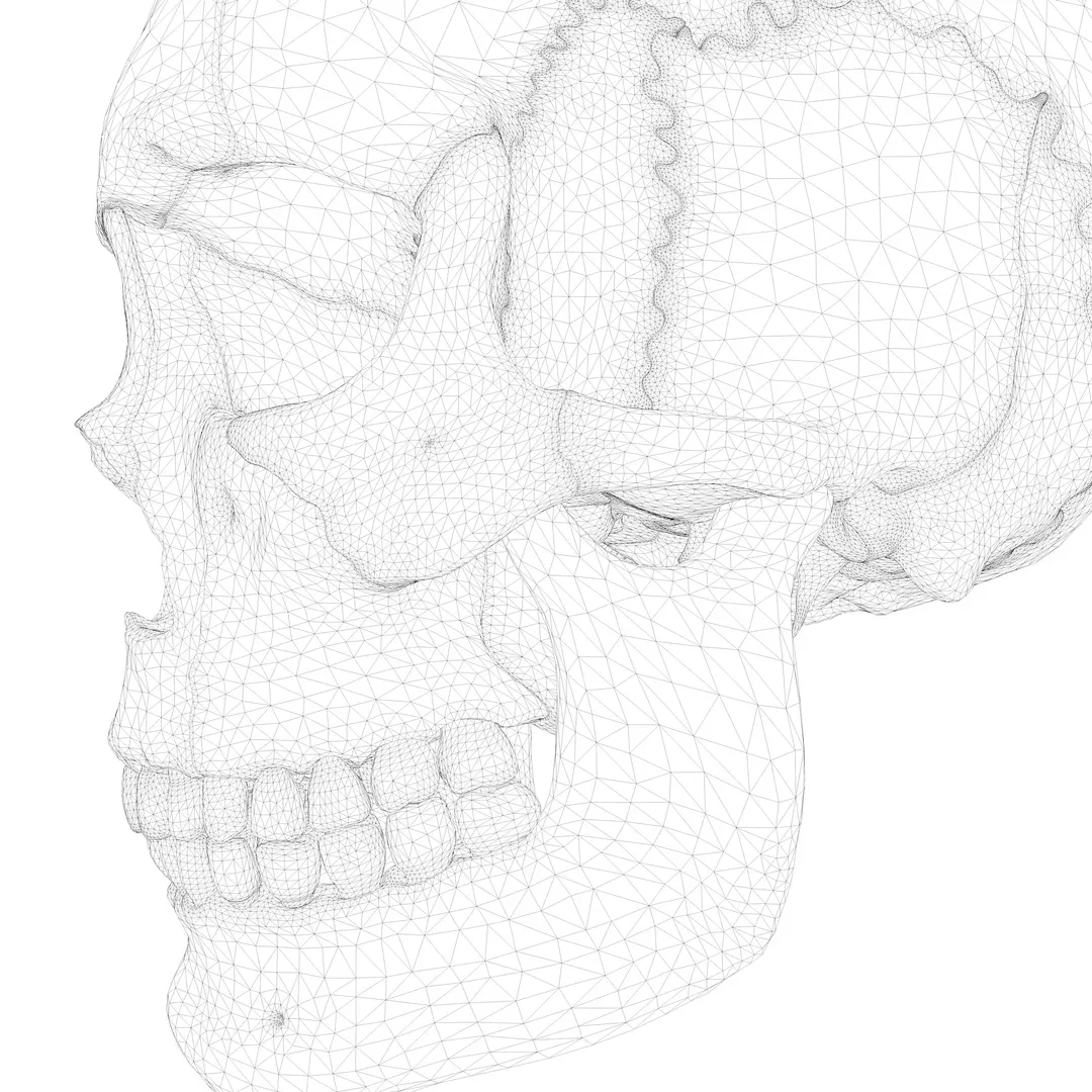 Anatomical atlas of the human skull