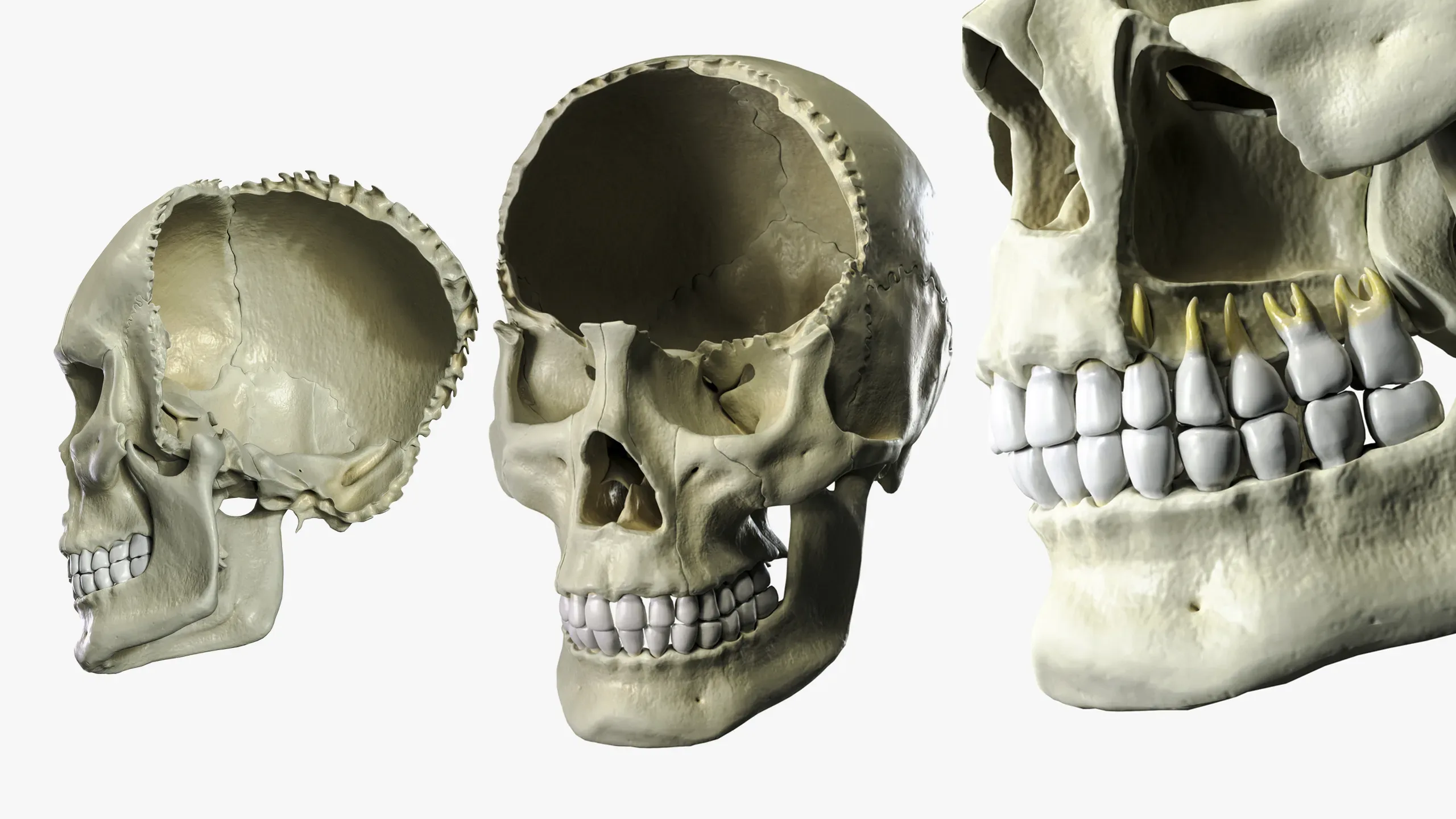 Anatomical atlas of the human skull