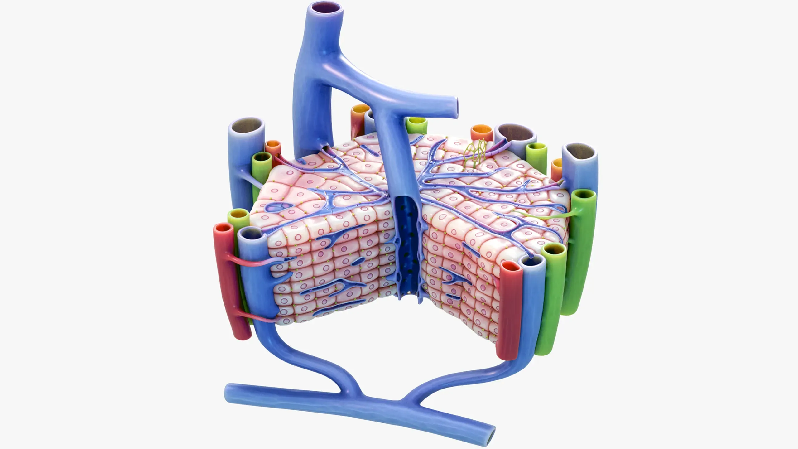 Microscopic Anatomy of Liver