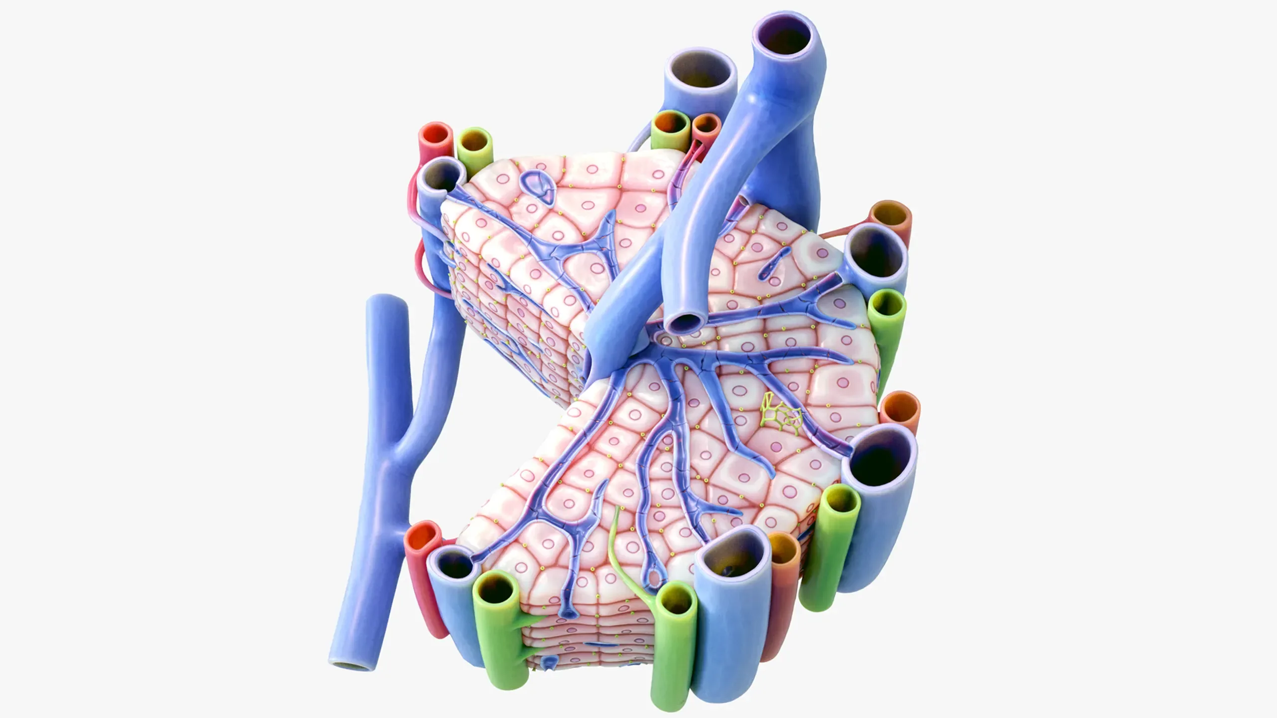 Microscopic Anatomy of Liver