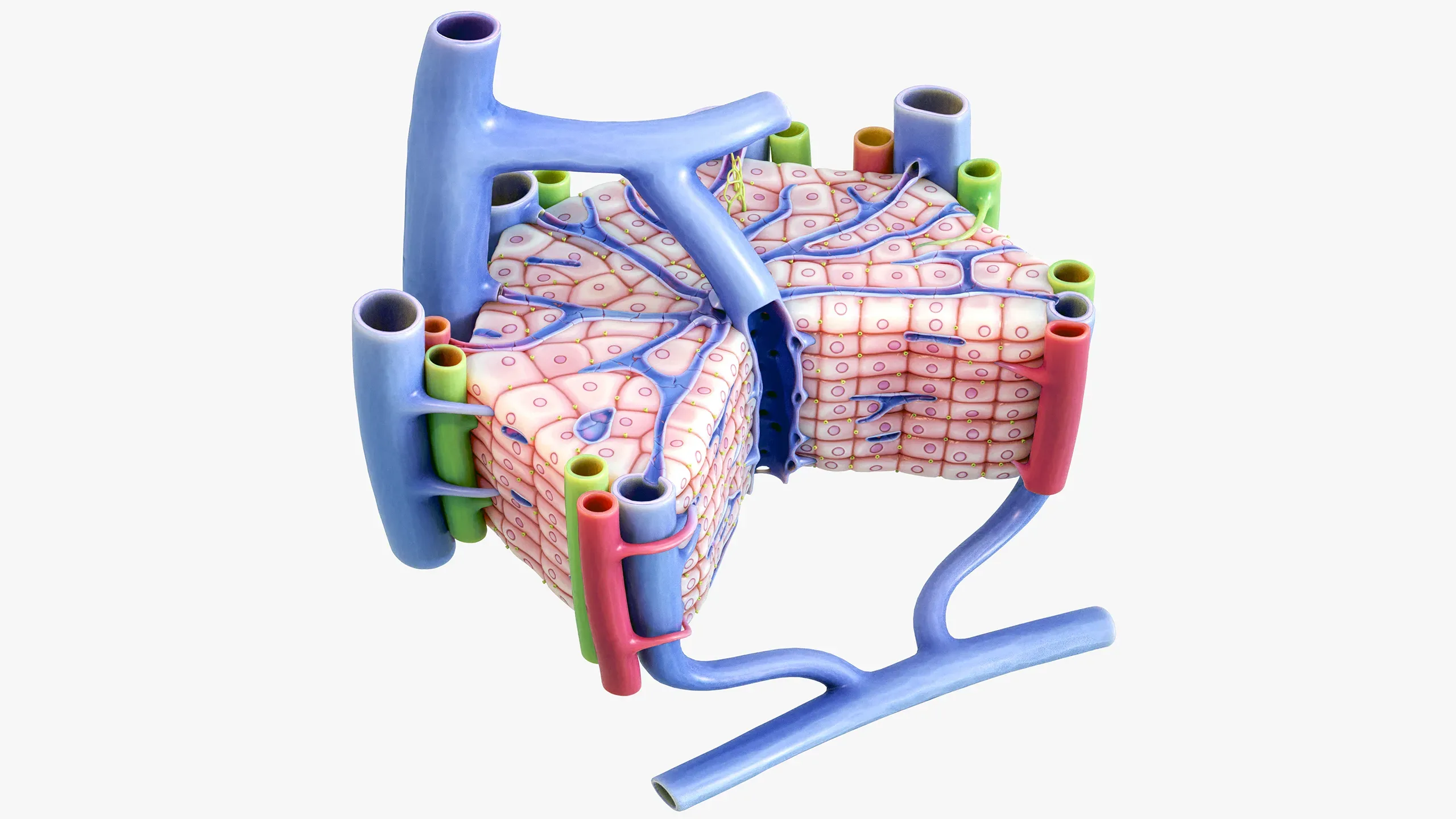 Microscopic Anatomy of Liver